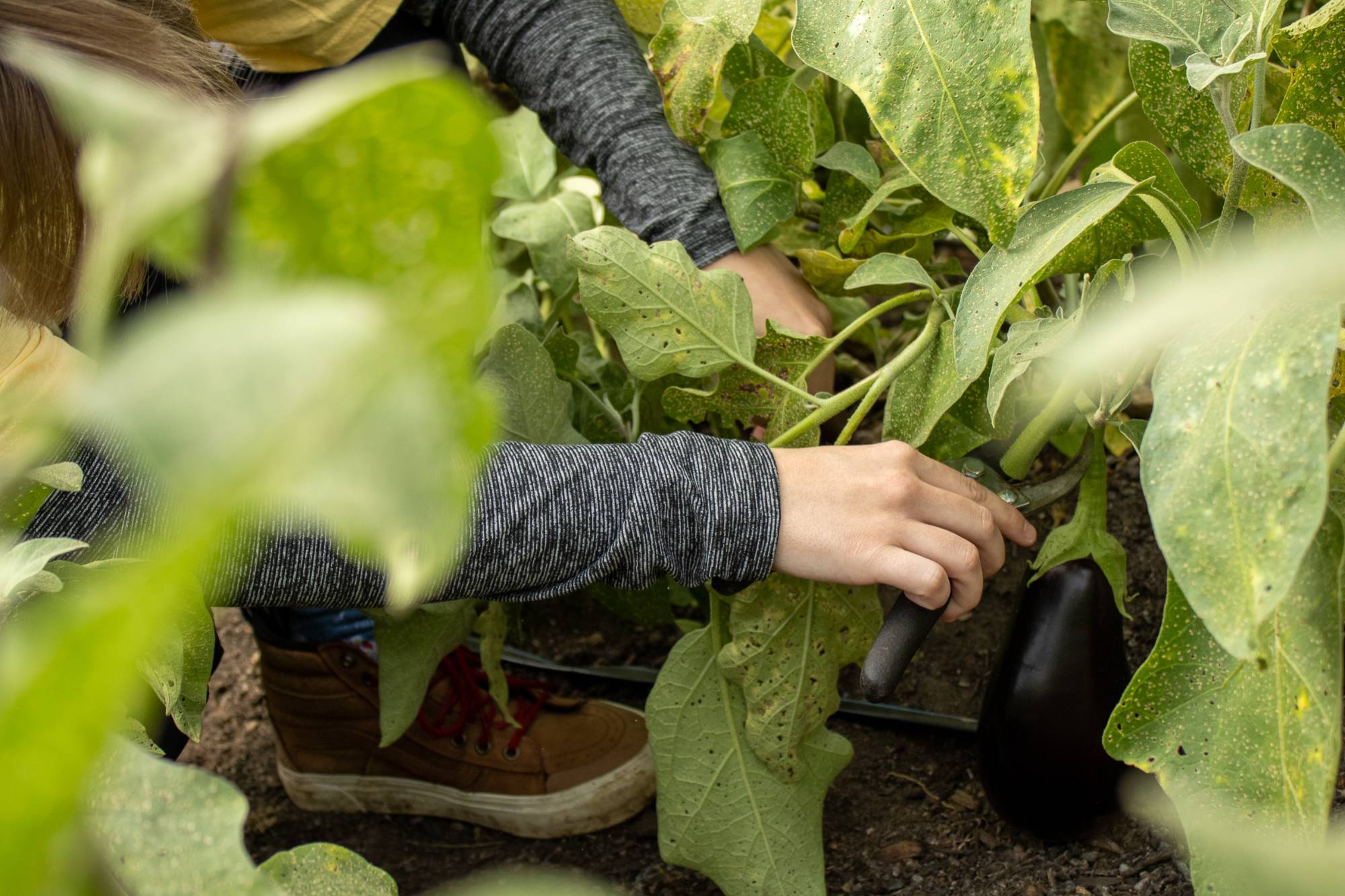 Student Picking Vegetable At The Farm